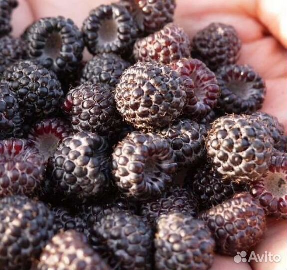 Саженцы чёрной малины