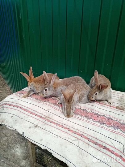 Кролики породы фландр