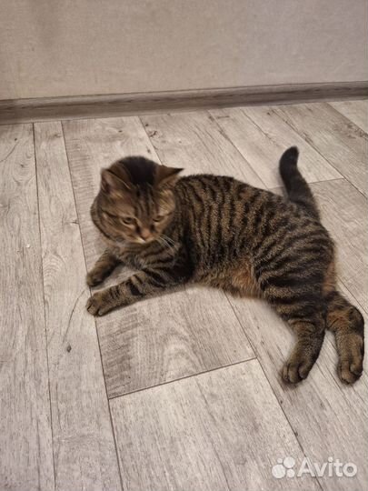 Британская кошка бесплатно