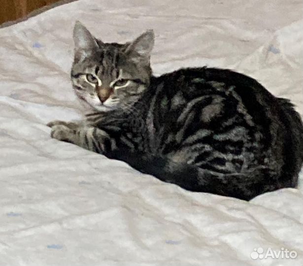 Домашние котята 3 месяца