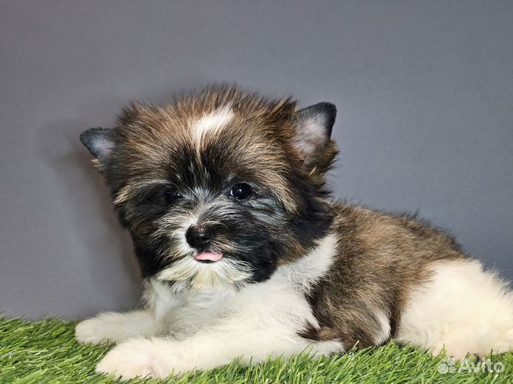 Щенки бивер йорка