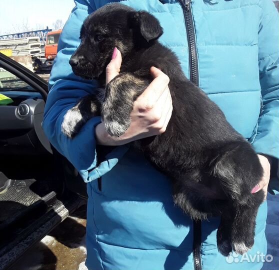 Ищу добрый дом