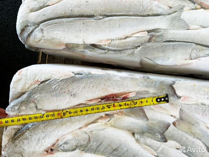 Голец свежемороженый