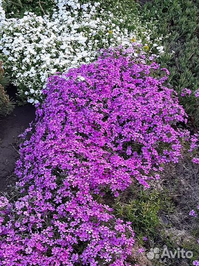 Флокс шиловидный