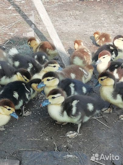 Мускусные утята (индоутята)