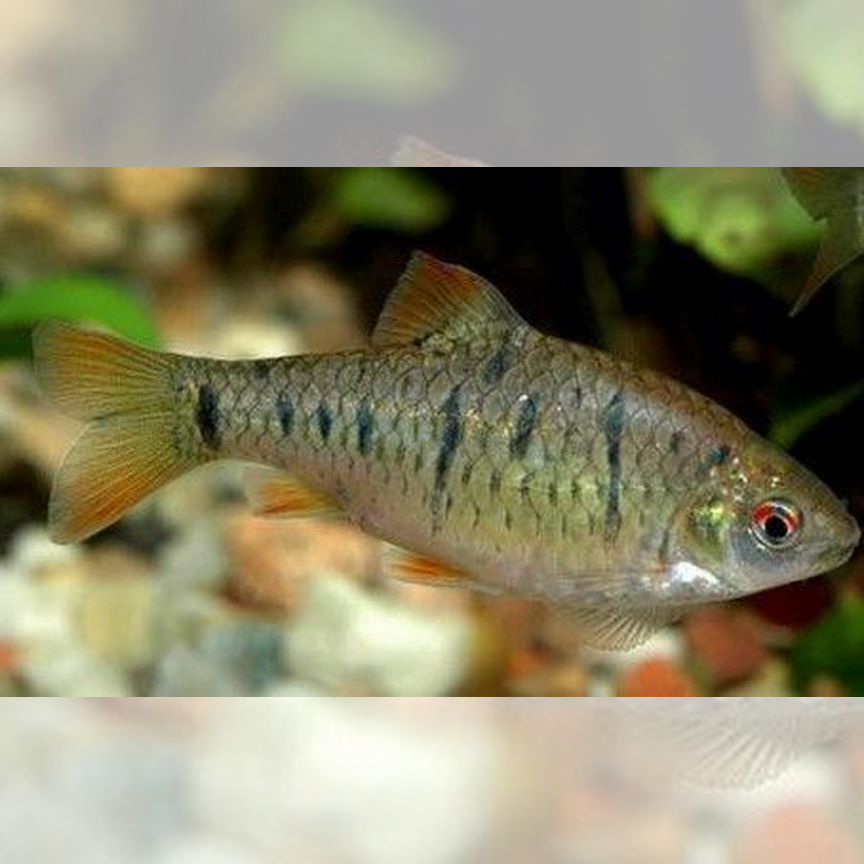 Барбус зеленый (Puntius semifasciolatus)