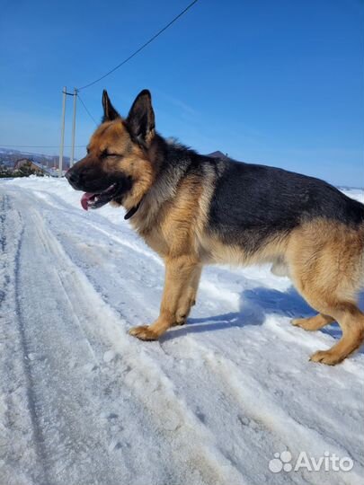 Собака немецкая овчарка