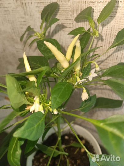 Перец острый