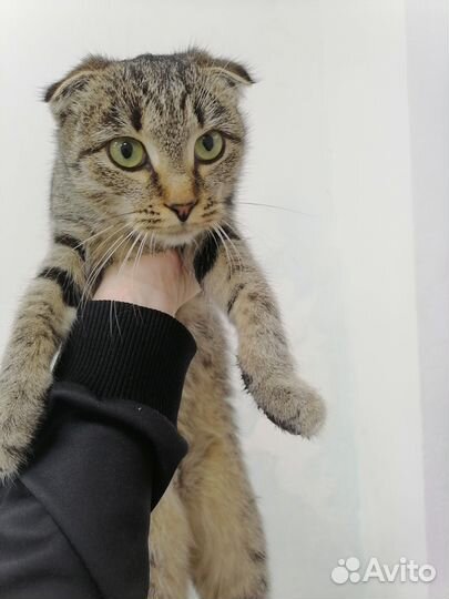 Отдам кошку в добрые руки вислоухая
