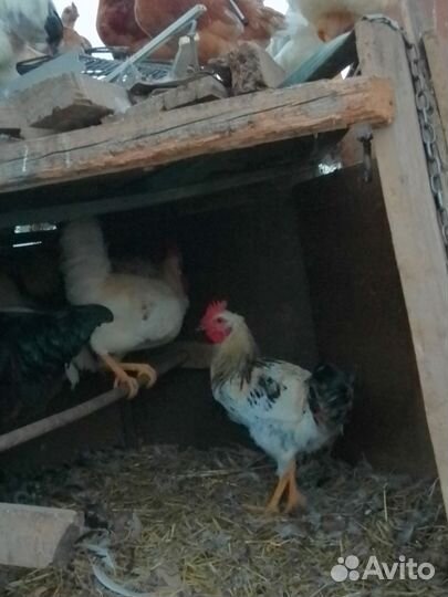 Петушки молодые