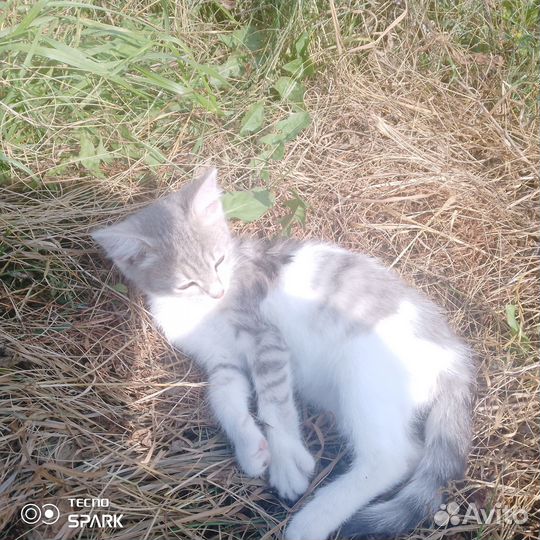 Котята в добрые руки бесплатно