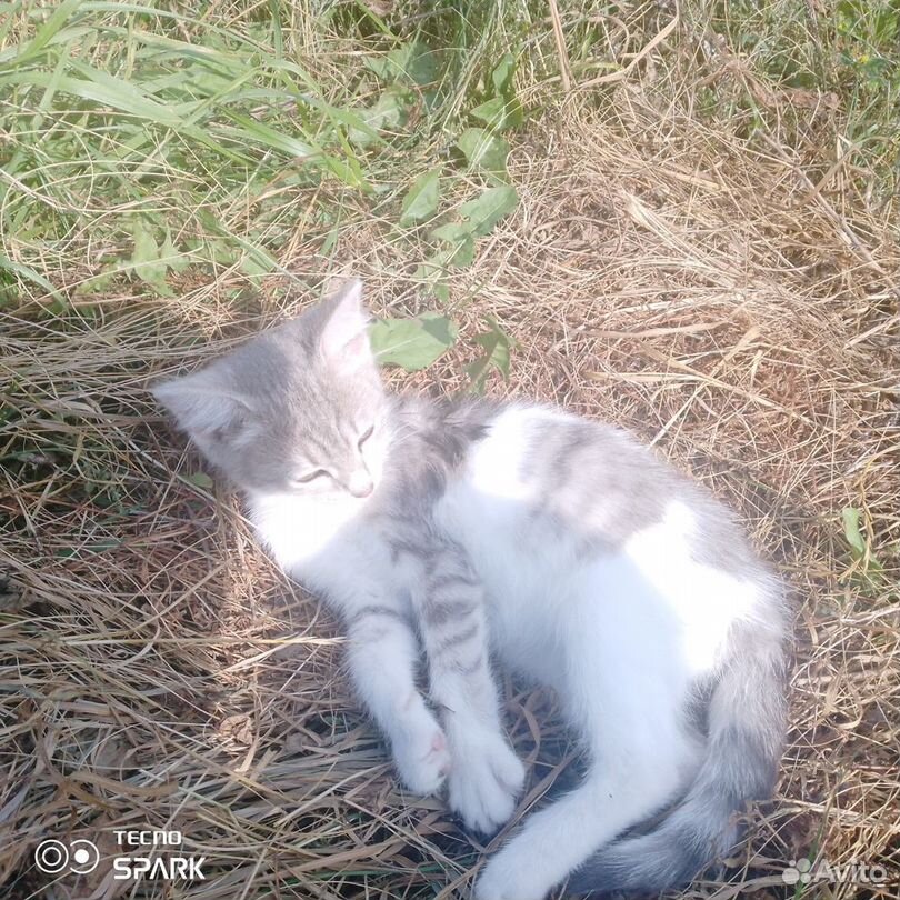 Котята в добрые руки бесплатно