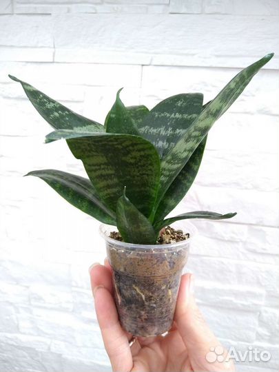 Сансевиерии сортовые