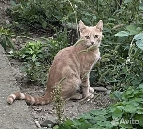 Котятки в добрые руки