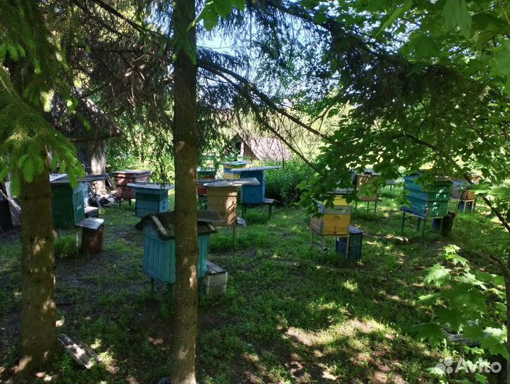 Пчелы пасека под ключ