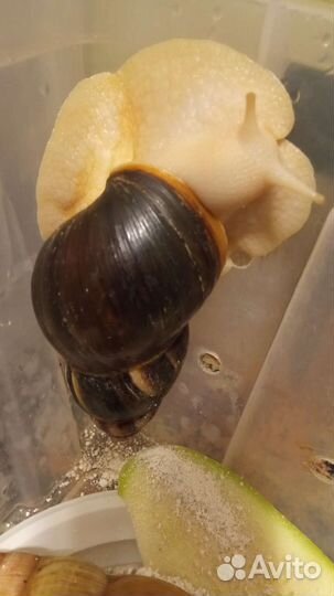 Улитки ахатины