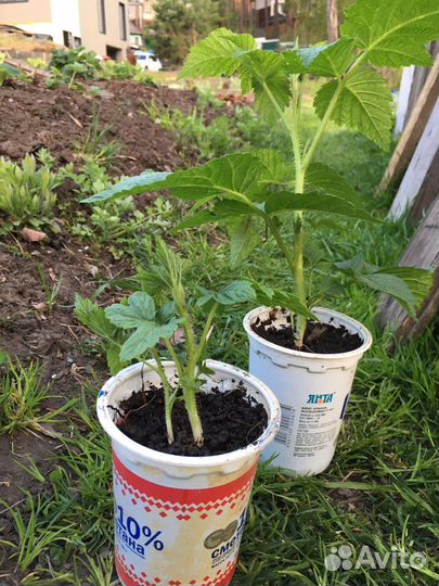 Желтая малина