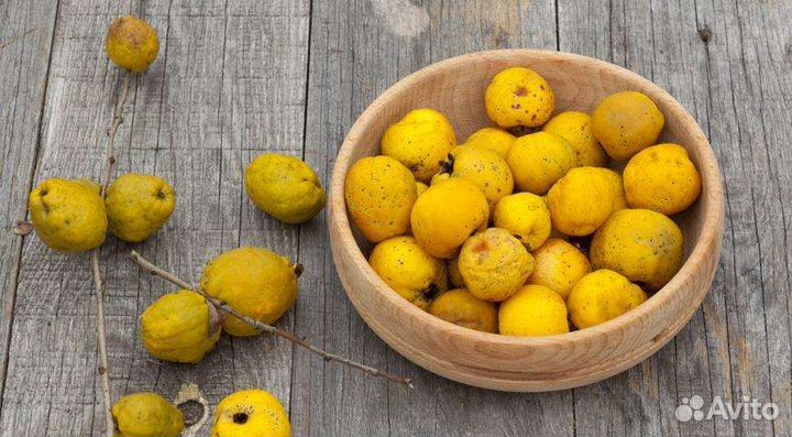 Айва японская