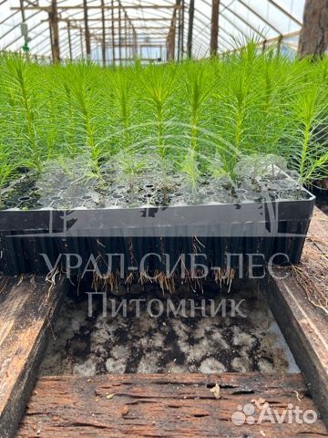 Сеянцы зкс Сосна Ель Лиственница окс Голуб Горн