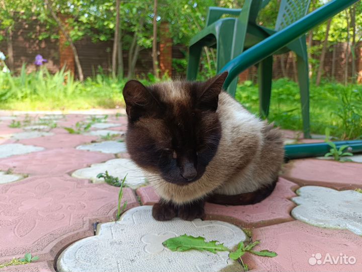 Бесплатно. В добрые руки. Кошка ищет дом