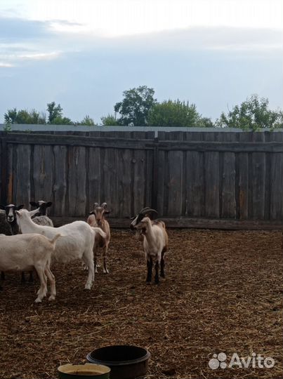 Козы и козлики