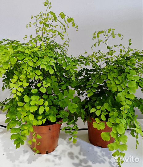 Папоротник Адиантум венерин волос d12