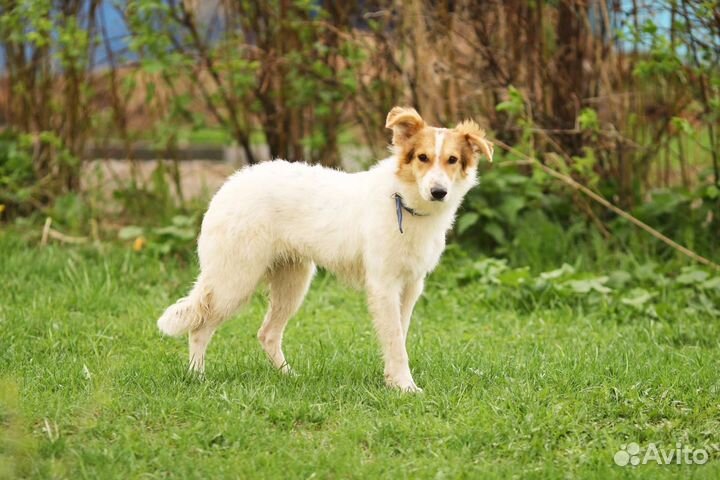 Щенок, 7 месяцев