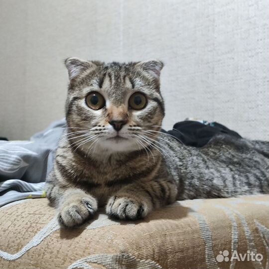 Кошка