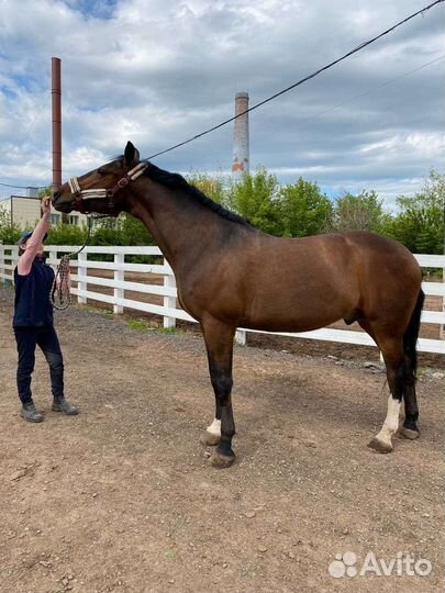 Лошадь орловская