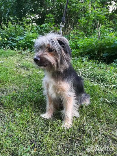 Маленькая собака в добрые руки бесплатно