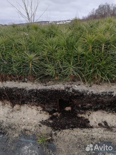 Без комьев чернозем Навоз крс,ЗИЛ 6Т,камаз 15т,газ