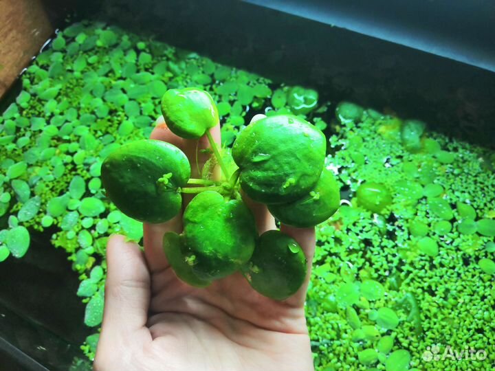Аквариумные растения