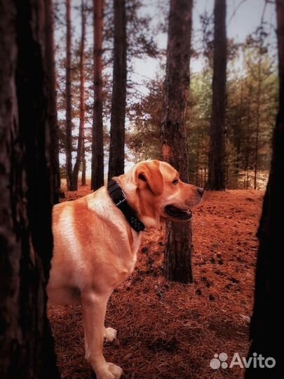 Лабрадор вязка (кобель)