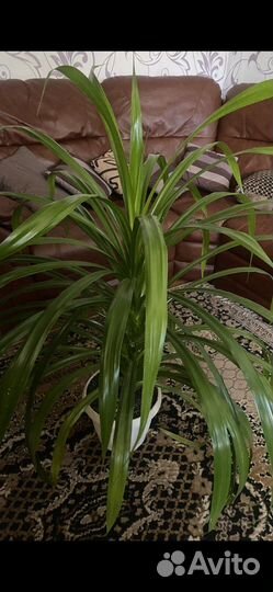 Большие комнатные цветы