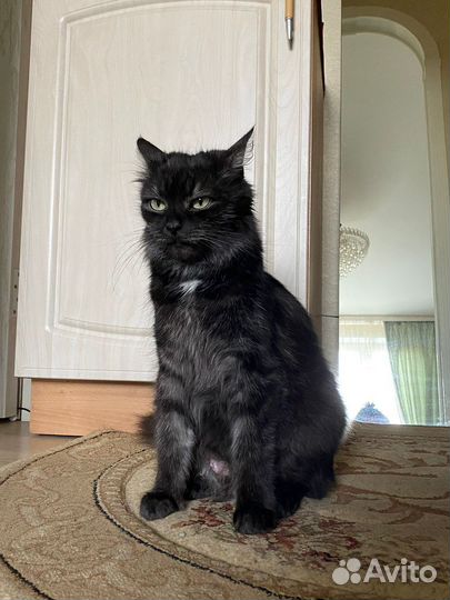 Кошка в добрые руки