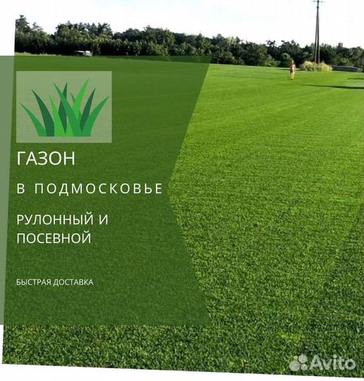 Рулонный газон, посевной газон