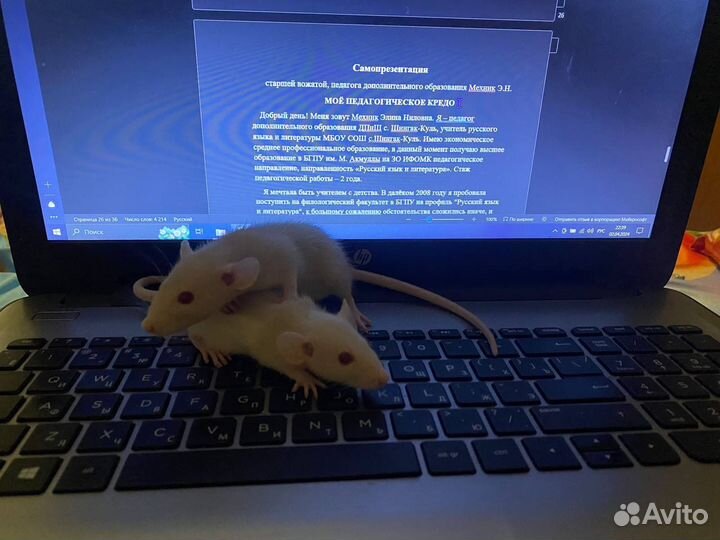 Крыса альбинос