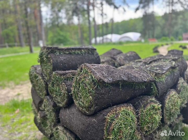 Рулонный газон, посевной газон