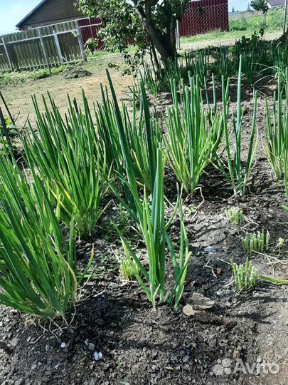 Ранетка, Перо зелёного лука