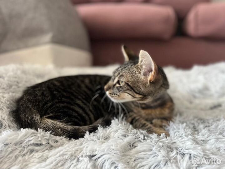 Котик в добрые руки