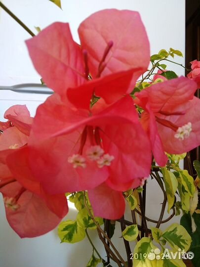 Бугенвиллии