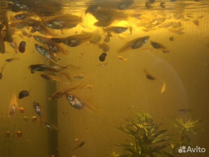 Аквариумные рыбки гуппи