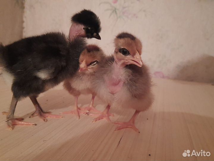 Цыплята,квочка,курочки, петушки,гусята