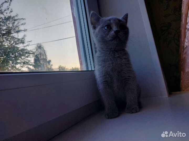 Британская кошка