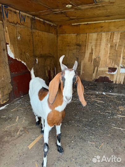 Англо нубийские козы дойные