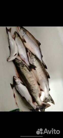 Свежая рыба