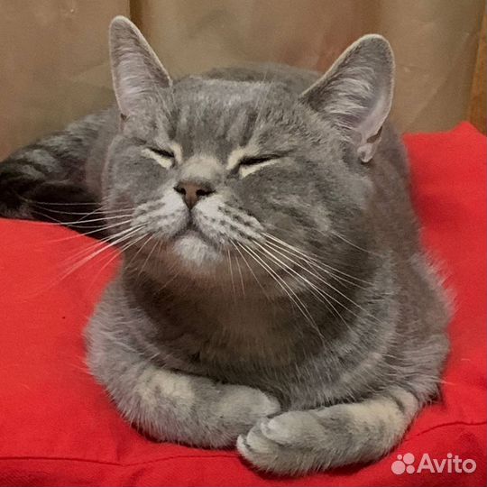 Кошка в дар