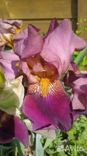 Ирисы бородатые сортовые