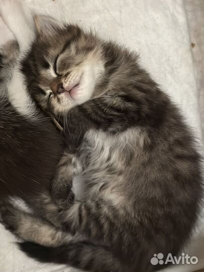 Отдам в добрые ручки детенышей