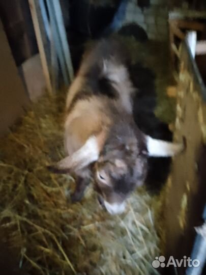 Козел на племя